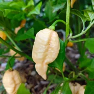 Bhut Jolokia Peach – Image 2