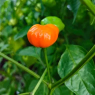 Aji Calabaza – Image 2