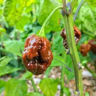 Big Black Mama – Image 2