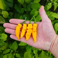 Murupi Jaune