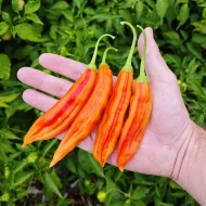 Aji Amarillo Stripey
