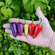 Jalapeno Multicolor