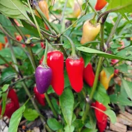 Jalapeno Multicolor – Image 2
