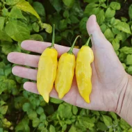 Sugar Drop Lemon
