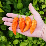 Habanada