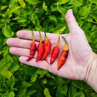 7 Pot Bubblegum Long
