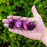 Pimenta Lisa