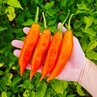 Aji Amarillo