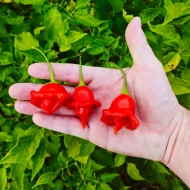 Aji Orchid
