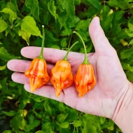 Tangerine Tiger