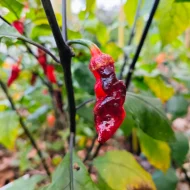 7 Pot Bubblegum Long – Image 2