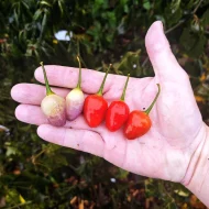 Piment Aji Ayuyo – Variété de piment péruvien au goût fruité et légèrement piquant, parfait pour sublimer les plats traditionnels et les recettes exotiques.