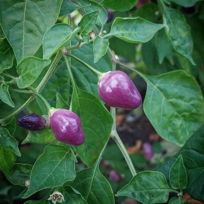 Piment Aji Ayuyo – Variété de piment péruvien au goût fruité et légèrement piquant, parfait pour sublimer les plats traditionnels et les recettes exotiques.