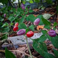 Piment Aji Ayuyo – Variété de piment péruvien au goût fruité et légèrement piquant, parfait pour sublimer les plats traditionnels et les recettes exotiques.