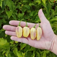 Piment Cartel Karen, variété de piment fort à la peau texturée et à la forme tourmentée, montrant sa couleur vive à maturité dans un jardin potager.