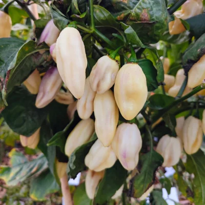 Piment Cartel Karen, variété de piment fort à la peau texturée et à la forme tourmentée, montrant sa couleur vive à maturité dans un jardin potager.
