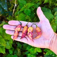 Piment Hallows Eve X Thor’s Thunderbolt – Mélange épicé, idéal pour les amateurs de saveurs intenses et originales.
