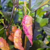Piment Hallows Eve X Thor’s Thunderbolt – Mélange épicé, idéal pour les amateurs de saveurs intenses et originales.