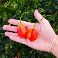 Piment Lemon Drop Stripey, variété rare de piment baccatum jaune strié d'orange, montrant sa forme allongée et ses couleurs contrastées uniques.