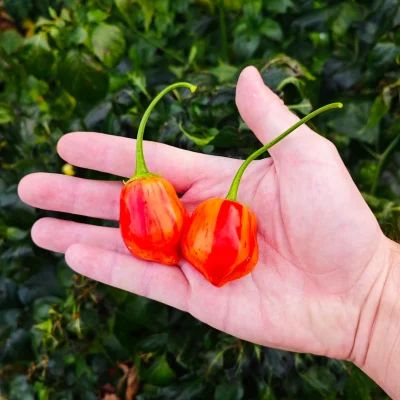 Piment Lemon Drop Stripey, variété rare de piment baccatum jaune strié d'orange, montrant sa forme allongée et ses couleurs contrastées uniques.