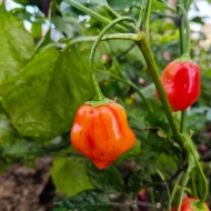 Piment Lemon Drop Stripey, variété rare de piment baccatum jaune strié d'orange, montrant sa forme allongée et ses couleurs contrastées uniques.