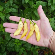 Piment Sugar Rush Long Yellow, une variété de piment allongé de couleur jaune vif, suspendu à son plant ou présenté sur un fond neutre.