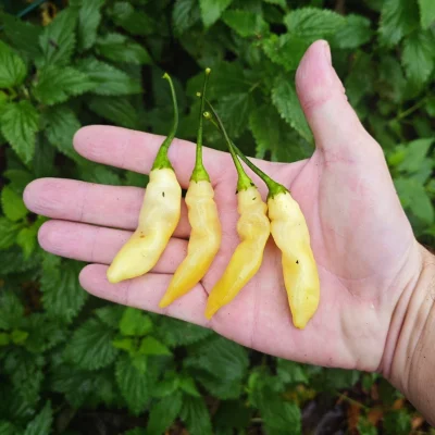 Piment Sugar Rush Long Yellow, une variété de piment allongé de couleur jaune vif, suspendu à son plant ou présenté sur un fond neutre.