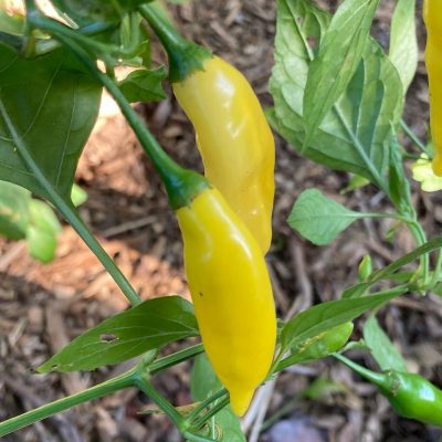 Piment Sugar Rush Long Yellow, une variété de piment allongé de couleur jaune vif, suspendu à son plant ou présenté sur un fond neutre.