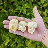 Piment Trinidad Scorpion White, variété super-hot de couleur blanc crème ou ivoire, présentant sa forme de lanterne typique et sa peau lisse et brillante à maturité.
