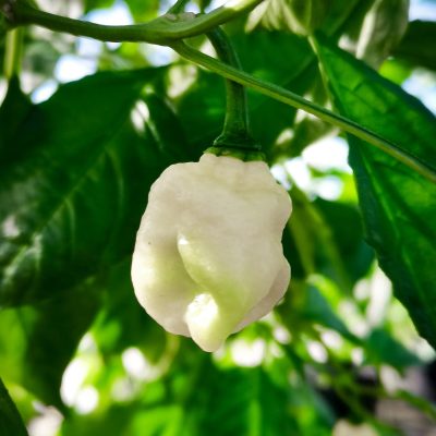 Piment Trinidad Scorpion White, variété super-hot de couleur blanc crème ou ivoire, présentant sa forme de lanterne typique et sa peau lisse et brillante à maturité.