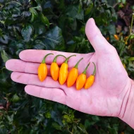 Pimenta La Macarena, piment rare aux nuances de couleurs vibrantes et au feuillage sombre, illustrant la forme conique de ses fruits à maturité.