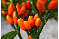 Pimenta La Macarena, piment rare aux nuances de couleurs vibrantes et au feuillage sombre, illustrant la forme conique de ses fruits à maturité.