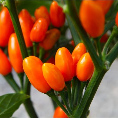 Pimenta La Macarena, piment rare aux nuances de couleurs vibrantes et au feuillage sombre, illustrant la forme conique de ses fruits à maturité.