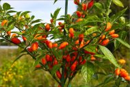 Pimenta La Macarena, piment rare aux nuances de couleurs vibrantes et au feuillage sombre, illustrant la forme conique de ses fruits à maturité.