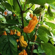 Malaysian Goronong – Image 2
