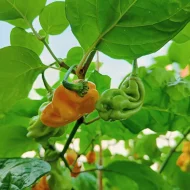 Malaysian Goronong – Image 3