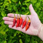 7 Pot Bubblegum Long
