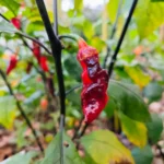 7 Pot Bubblegum Long – Image 2