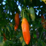 Aji Amarillo – Image 2