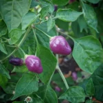Aji Ayuyo – Image 2