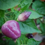 Aji Ayuyo – Image 3