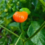 Aji Calabaza – Image 2