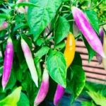 Aji Challuaruro – Image 2
