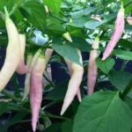 Aji Challuaruro – Image 4
