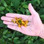 Aji Charapita