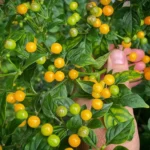 Aji Charapita – Image 3