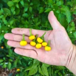 Aji Charapita XL