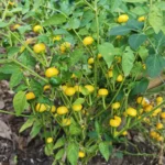 Aji Charapita XL – Image 3