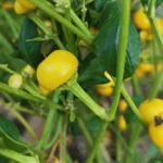 Aji Charapita XL – Image 2