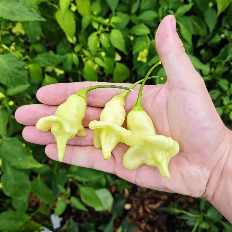 aji-confusion-1 Aji Confusion – Image 1